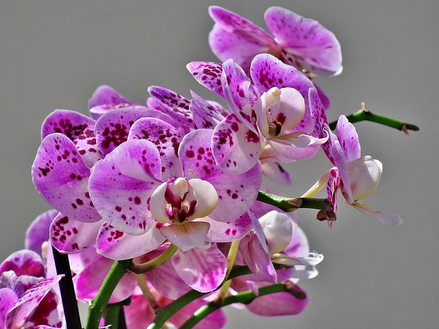 Orchidee, Blume, Pflanze, Orchideen