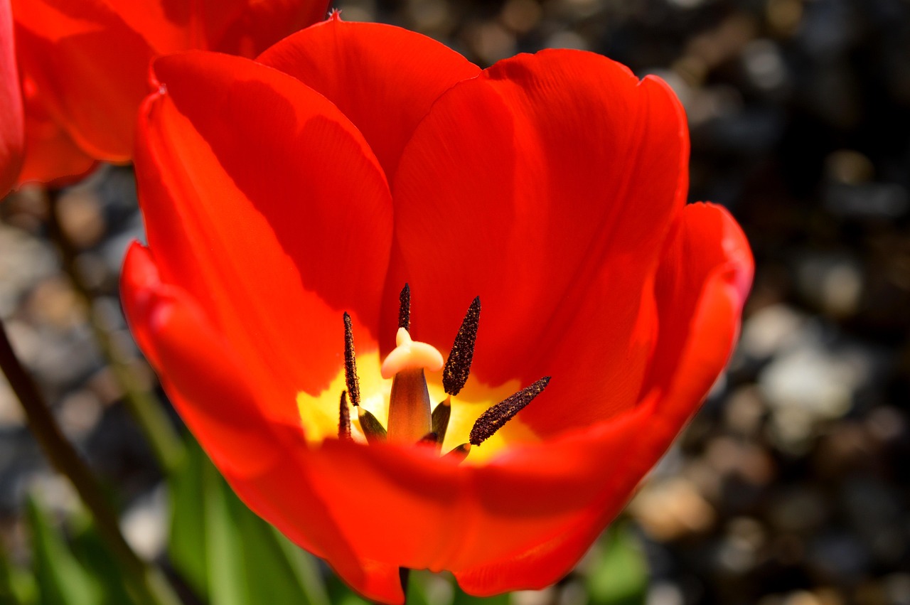 Tulip - free online jigsaw puzzle photo