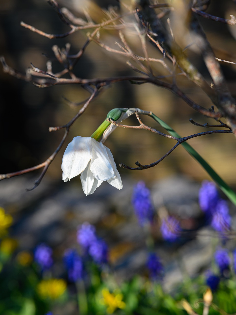 Easter Bell White Faded Free photo on Pixabay Pixabay