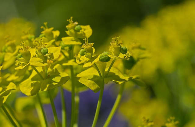 Free Milkweed Flower photo and picture