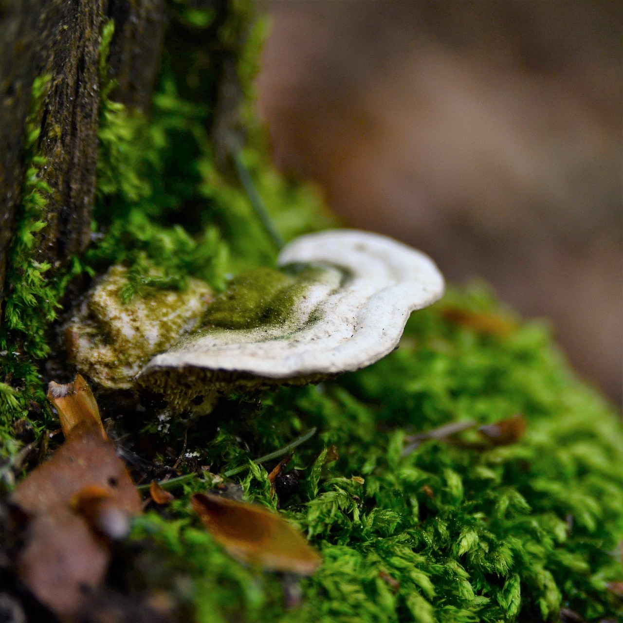 plus-de-70-photos-gratuites-de-amadou-et-de-champignon-pixabay