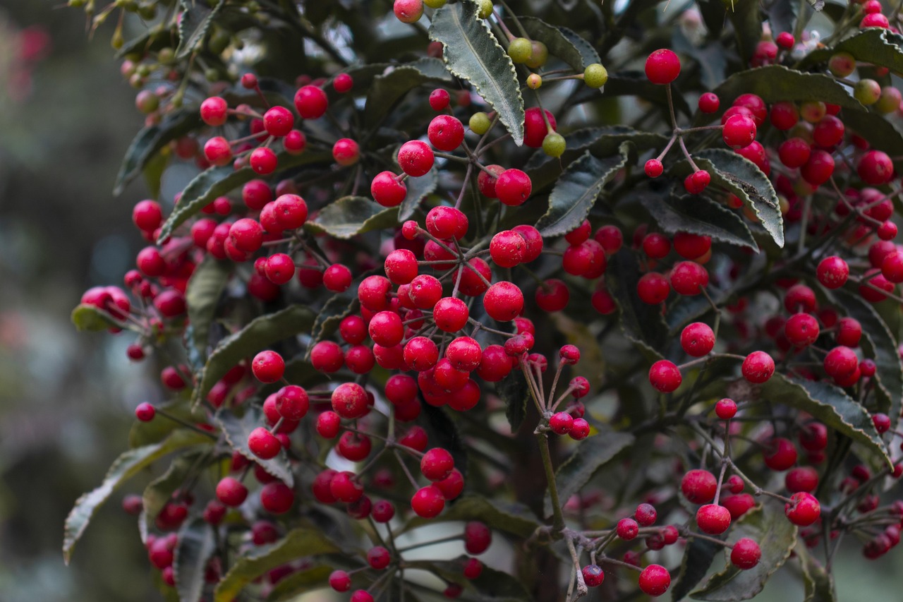 Photography Image Berry - Free photo on Pixabay - Pixabay