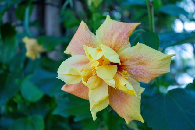 Blomst, Gul, Natur