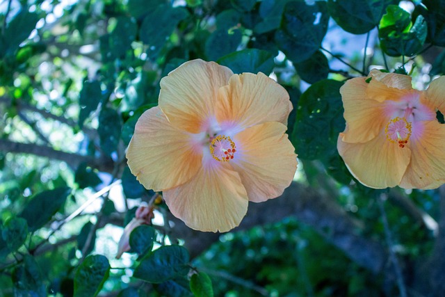 Blomst, Gul, Natur, Busk