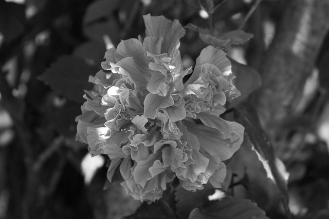 Sort, Hvid, Blomst, Blomst Baggrund