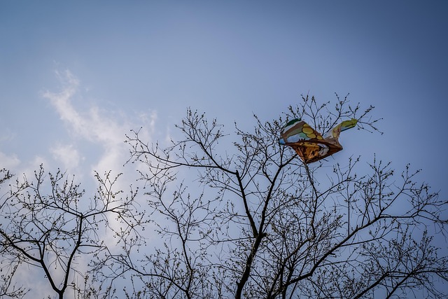 Free Branch Twig photo and picture