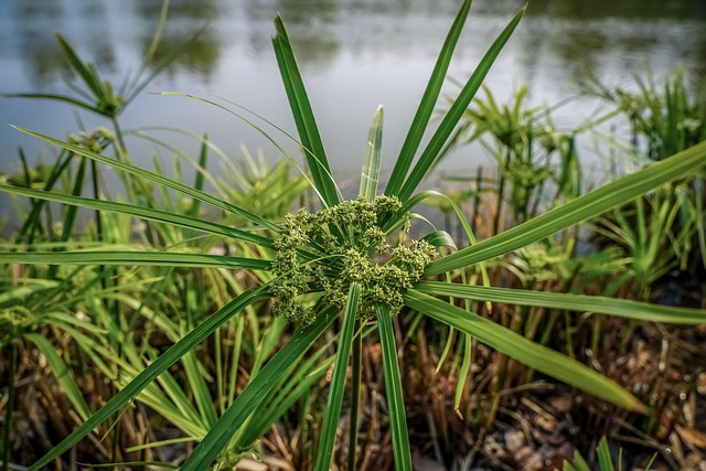Free Plant Flora photo and picture