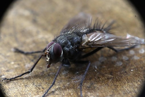 Free Insects Fly photo and picture