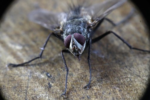 Free Insects Fly photo and picture