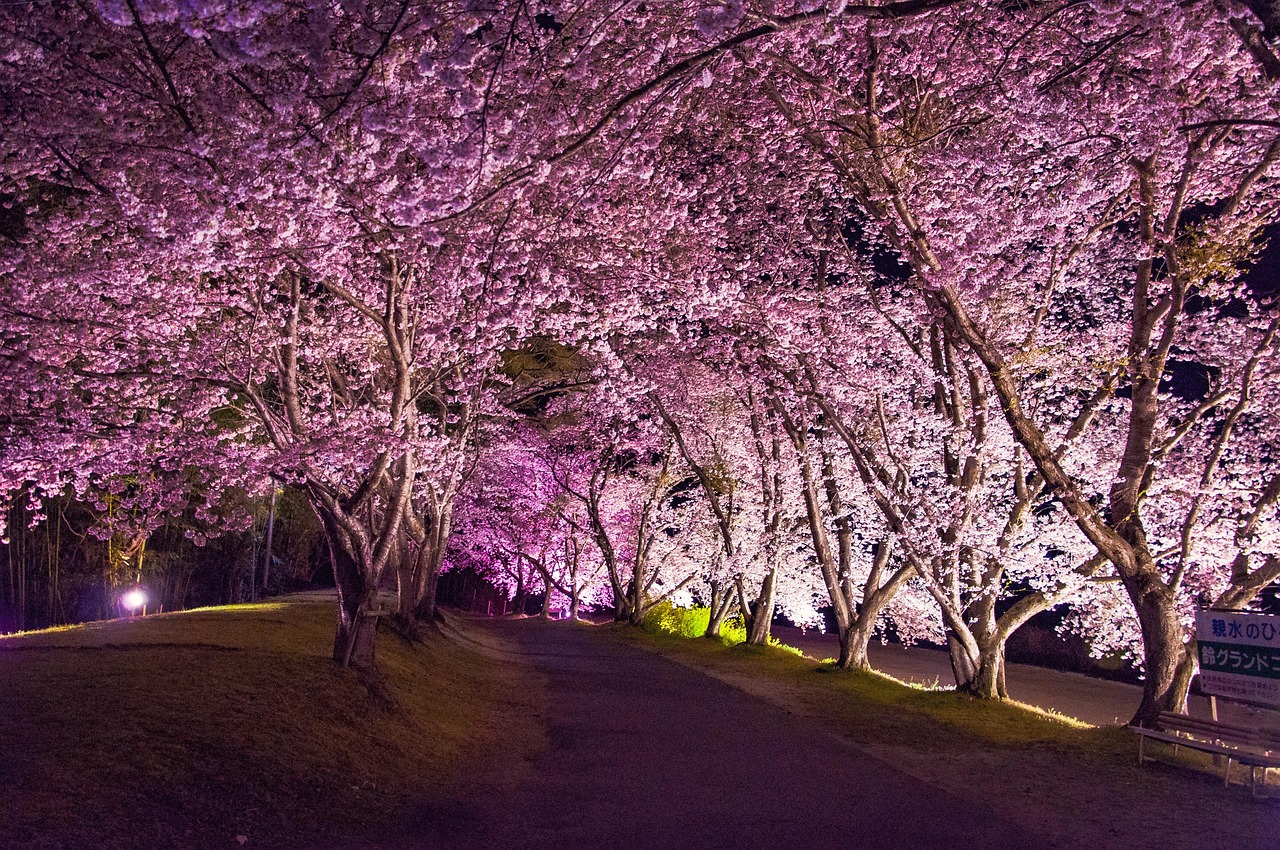 japonia-wi-niowe-drzewo-kwiaty-darmowe-zdj-cie-na-pixabay-pixabay