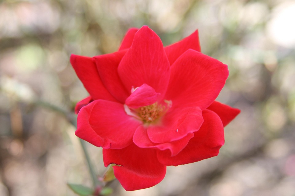 Fleur Rouge Bloom - Photo gratuite sur Pixabay - Pixabay