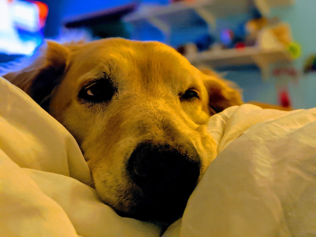 Dog Golden Retriever Animal Free photo on Pixabay Pixabay
