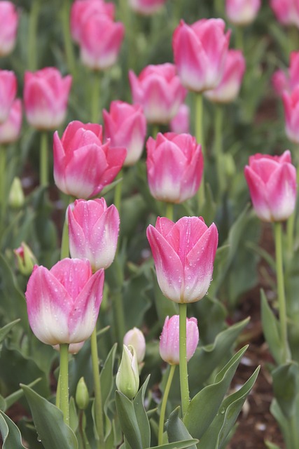 Free Landscape Flower Background photo and picture
