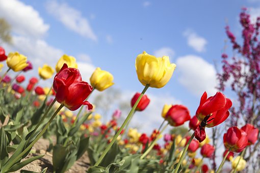 Free Nature Tree photo and picture
