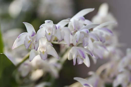 Free Nature Beautiful Flowers photo and picture