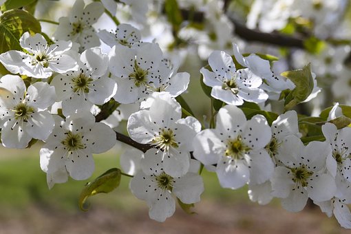 Free Nature Tree photo and picture