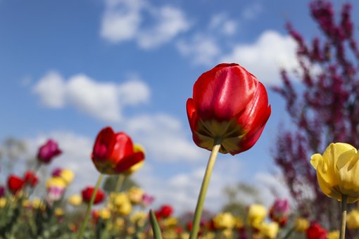 Free Landscape Spring Flowers photo and picture