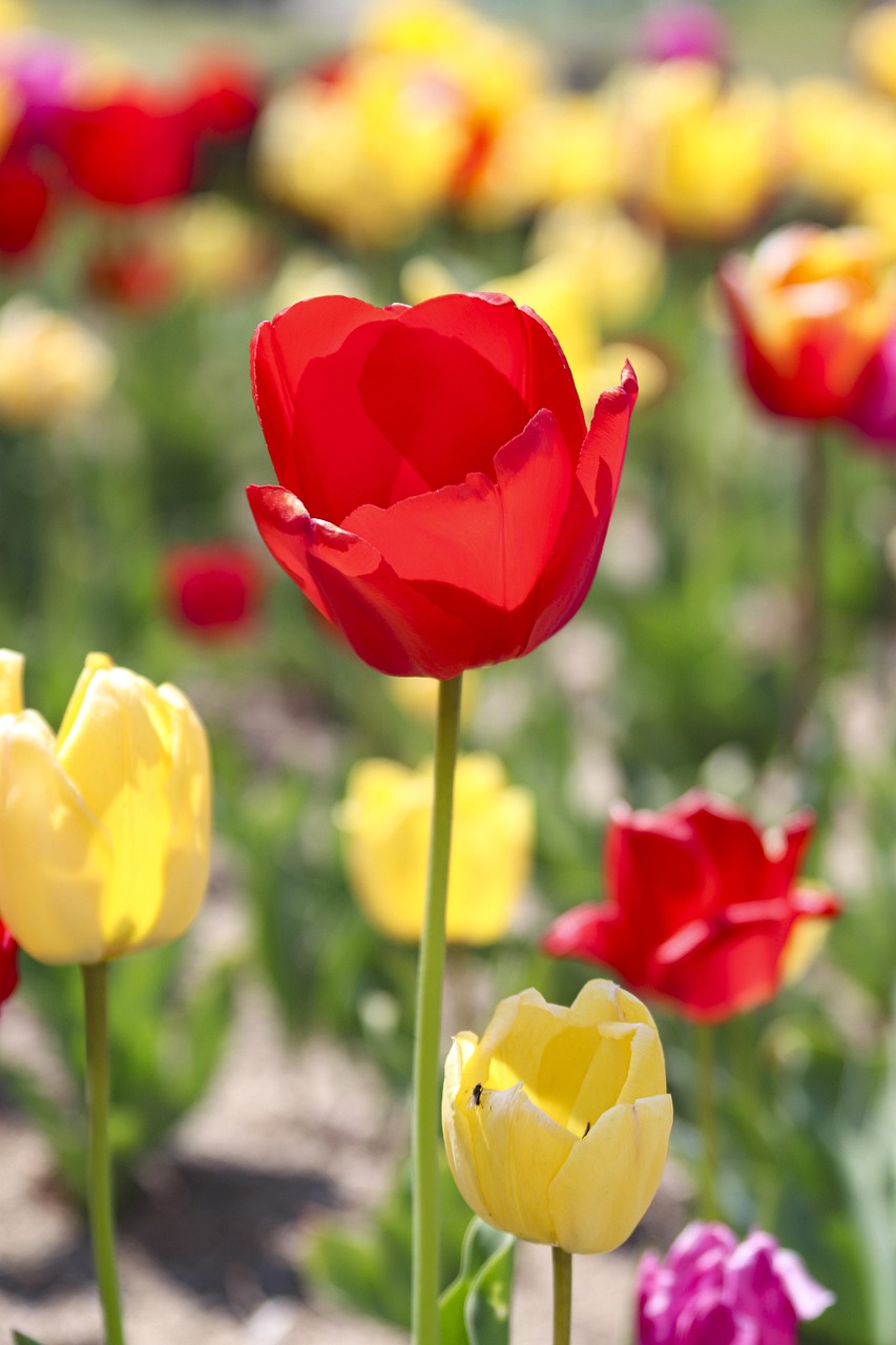 Landscape Spring Flowers Nature - Free photo on Pixabay