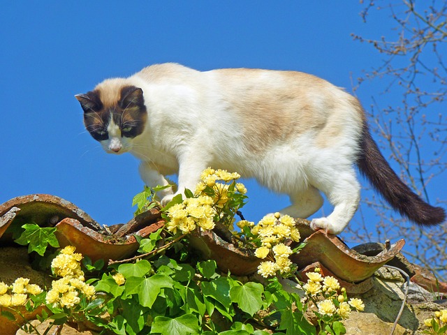 Pisica, Felină, Animal, Natură, Pisică