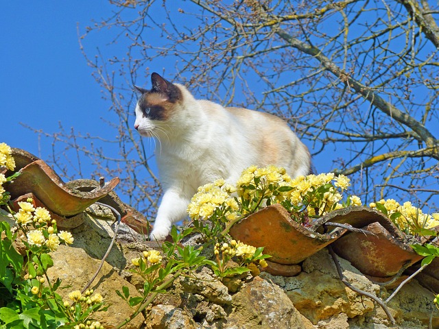 Pisica, Felină, Animal, Natură, Pisică