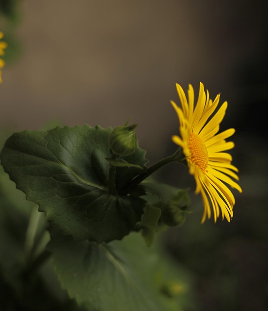 Free Flower Nature photo and picture