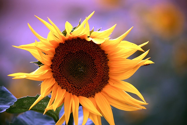Free Plant Yellow photo and picture