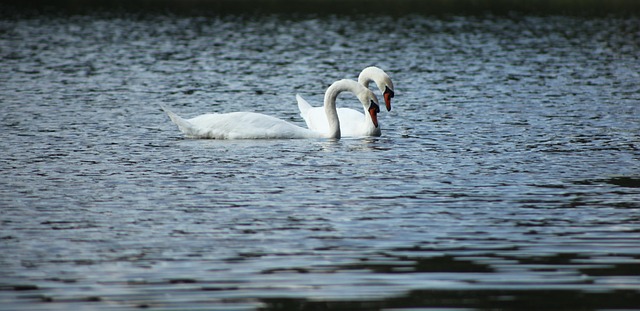Free Swan Water photo and picture