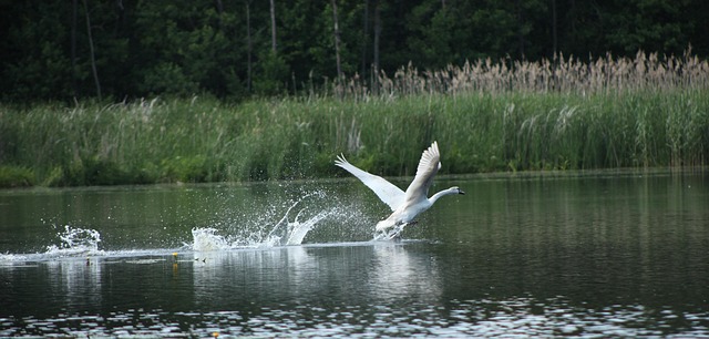 Free Swan Lake photo and picture