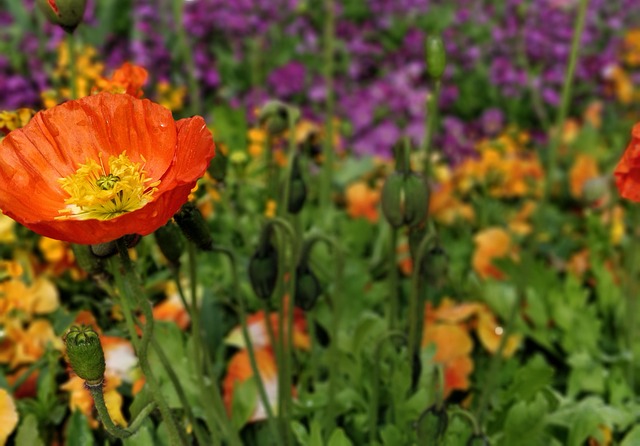 Free Flower Flower Wallpaper photo and picture