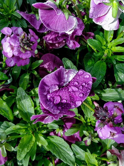 Free Flower Waterdrop photo and picture