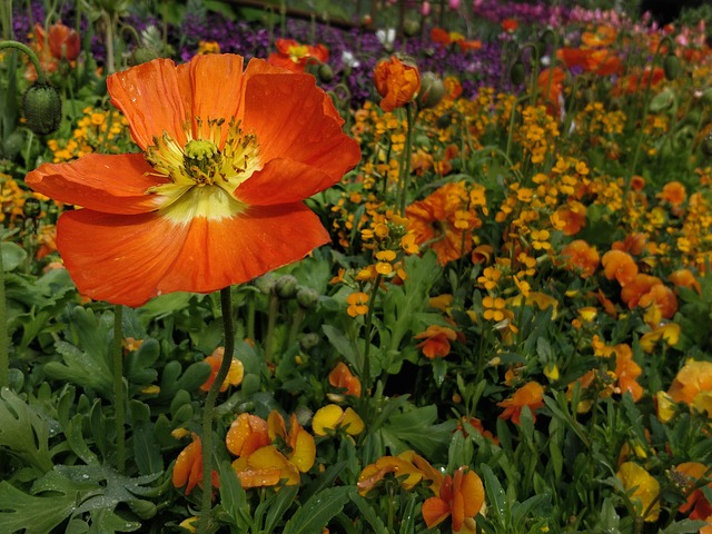 Free Wild Spring photo and picture