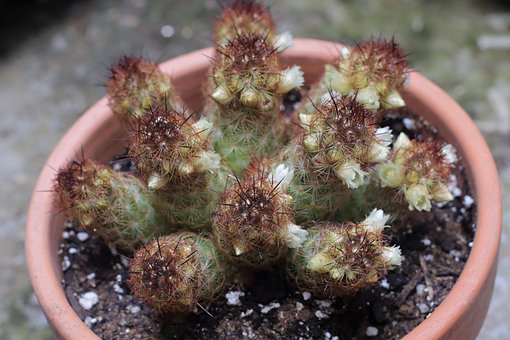 Free Cactus Beautiful Flowers photo and picture