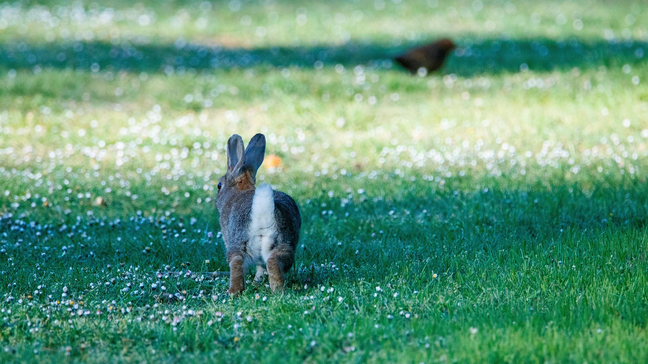 Rabbits Lawn Nature Free photo on Pixabay Pixabay