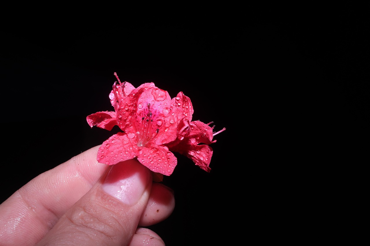 Flowers Hand Bouquet - Free photo on Pixabay - Pixabay