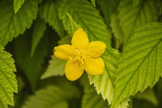 Blomster, Blomst Baggrund, Planter