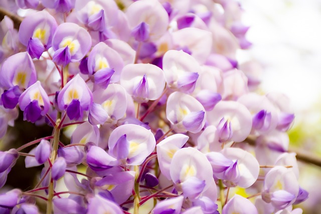 Blomster, Natur, Smukke Blomster