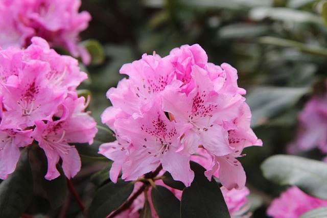 Free Rhododendron Flower Wallpaper photo and picture