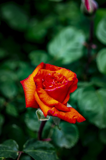 Blume, Rosa, Natur, Blumen Hintergrund