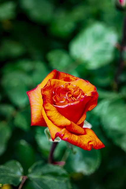 Blume, Rosa, Natur, Blumentapete