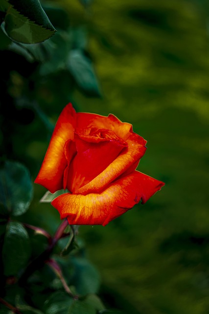 Blume, Rosa, Natur, Blumen Hintergrund