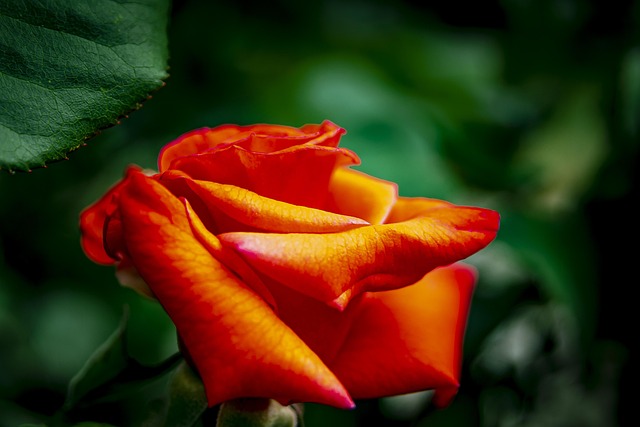 Blume, Rosa, Schöne Blumen, Natur