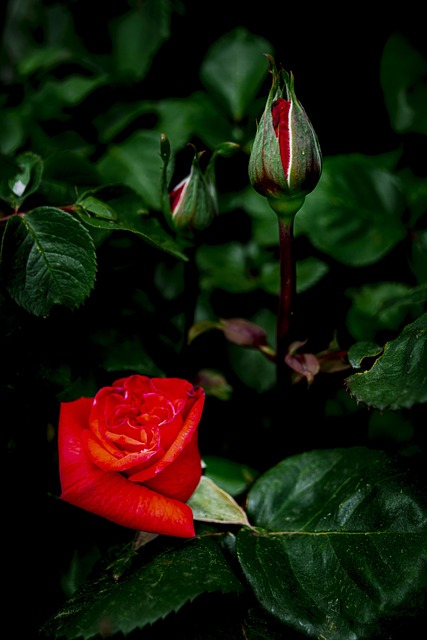Blume, Rosa, Natur, Garten