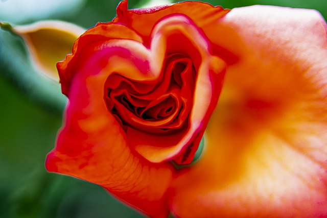 Blume, Rosa, Blumen Hintergrund