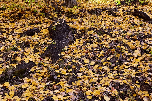 Efterår, Sæson, Natur, Smuk, Udendørs