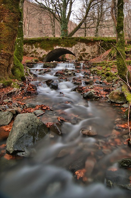Free River Forest photo and picture