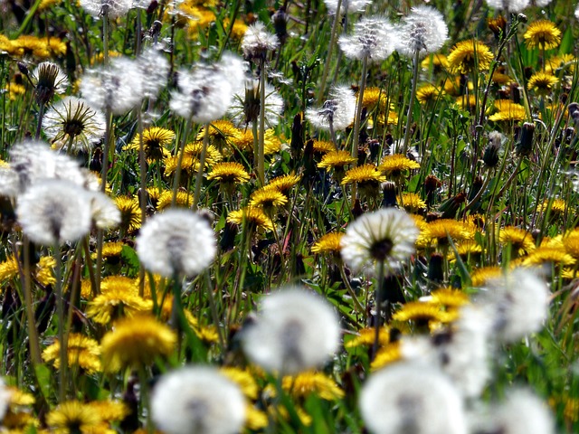 Free Flowers Dandelions photo and picture