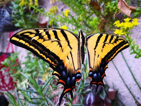 Free Butterfly Monarch photo and picture