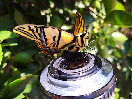 Free Insect Butterfly photo and picture