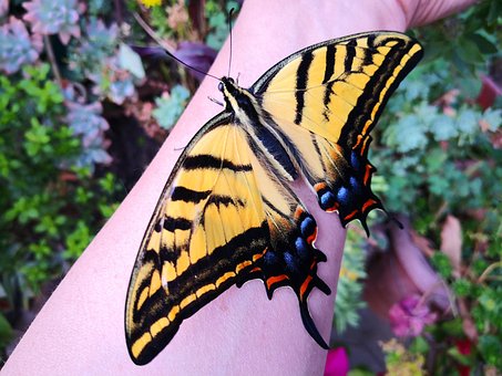 Free Insect Yard photo and picture