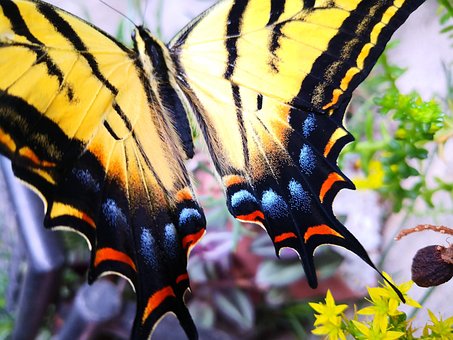 Free Insect Butterfly photo and picture